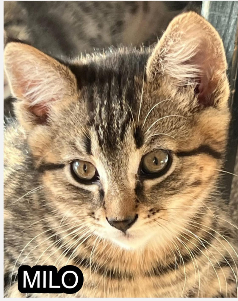 Bilde av Milo