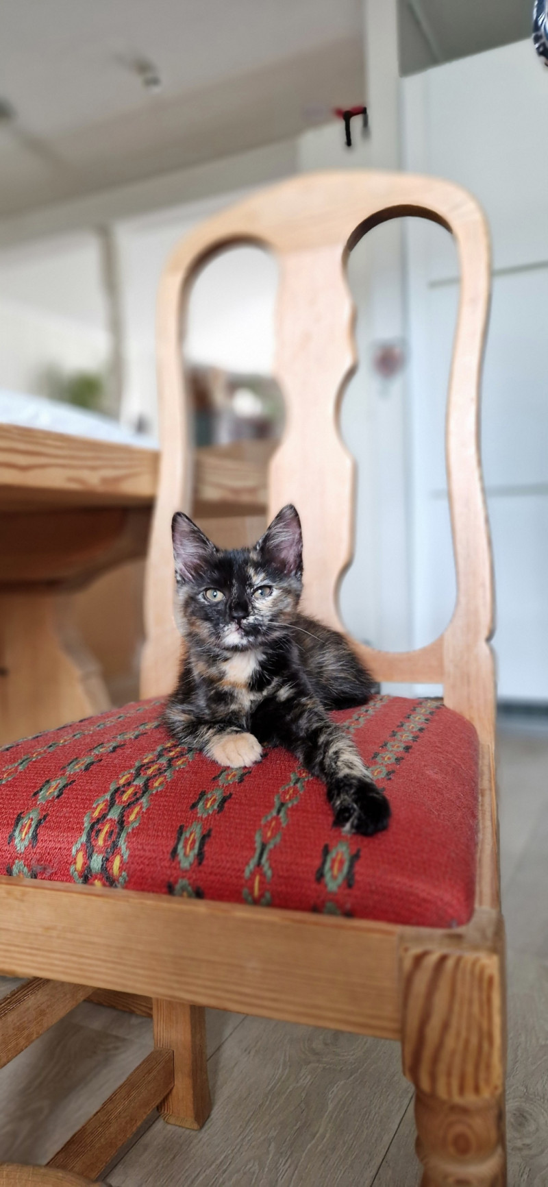Bilde av Pippi