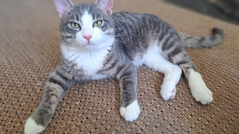 Bilde av Birk og Ask