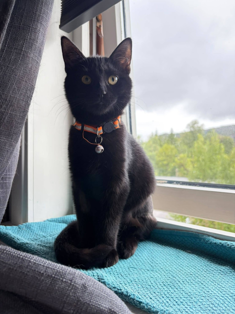 Bilde av Missy