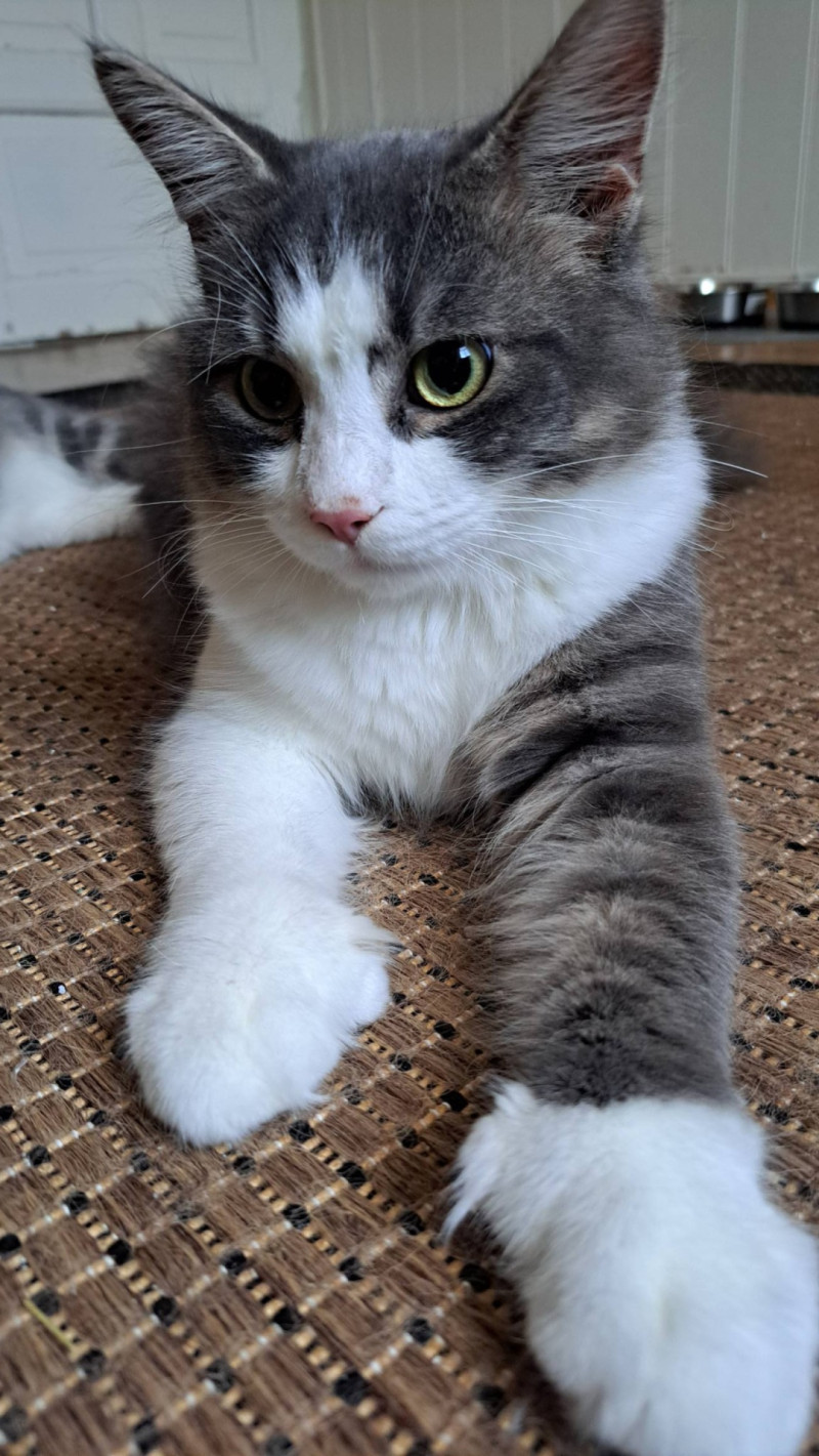 Bilde av Birk og Ask