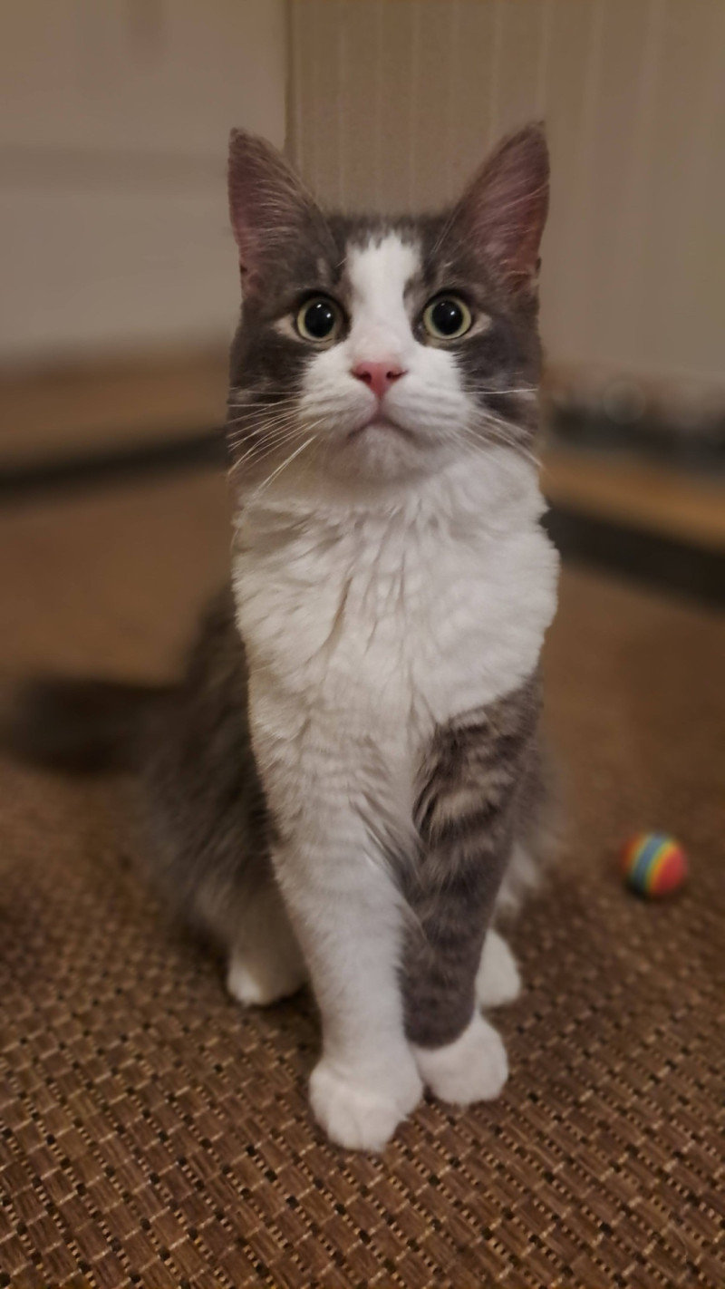 Bilde av Birk og Ask