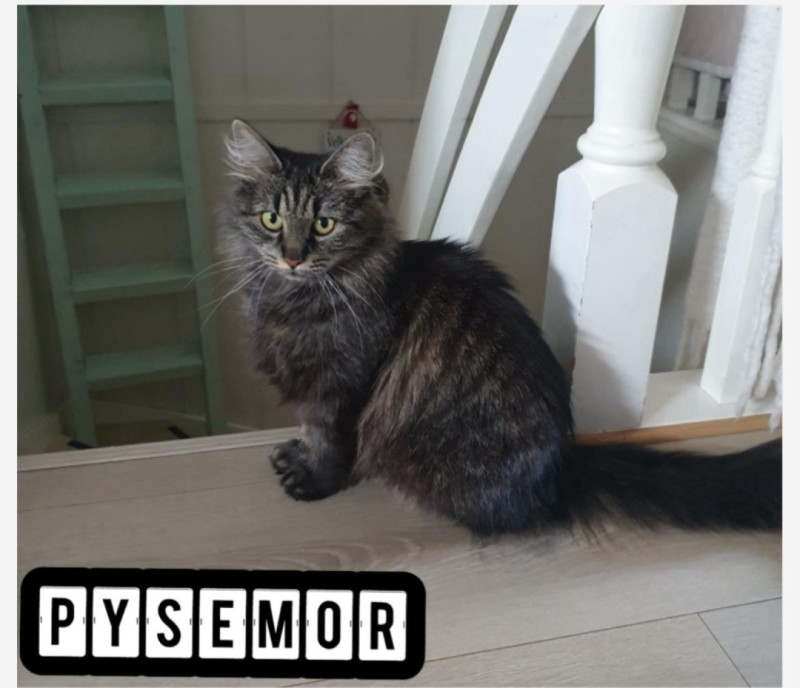 Bilde av Pysemor