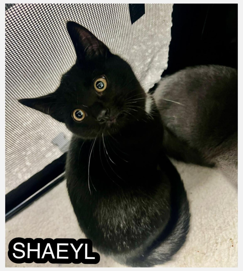 Bilde av Shaeyl