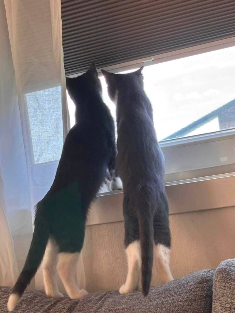 Bilde av Clyde