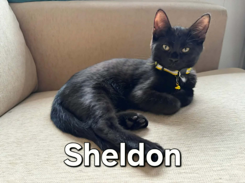 Bilde av Sheldon