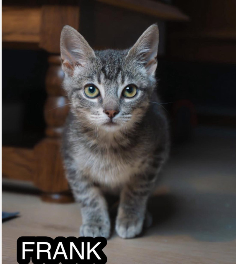 Bilde av Frank