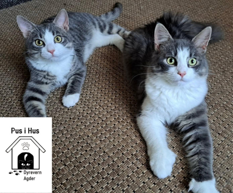 Bilde av Birk og Ask