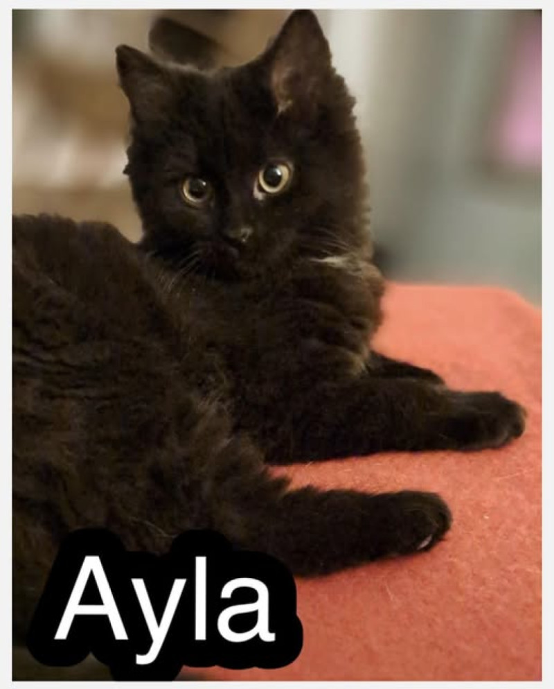 Bilde av Ayla