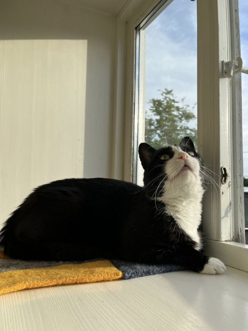 Bilde av Sofus
