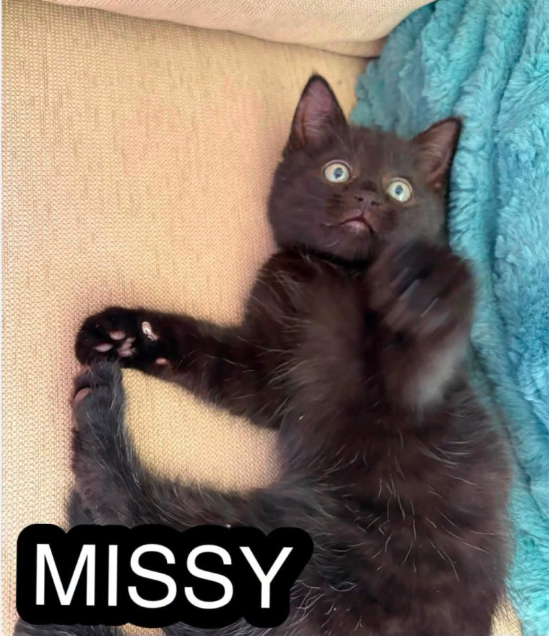 Bilde av Missy