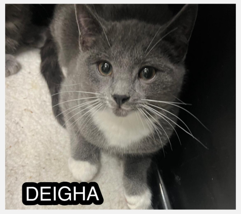Bilde av Deigha