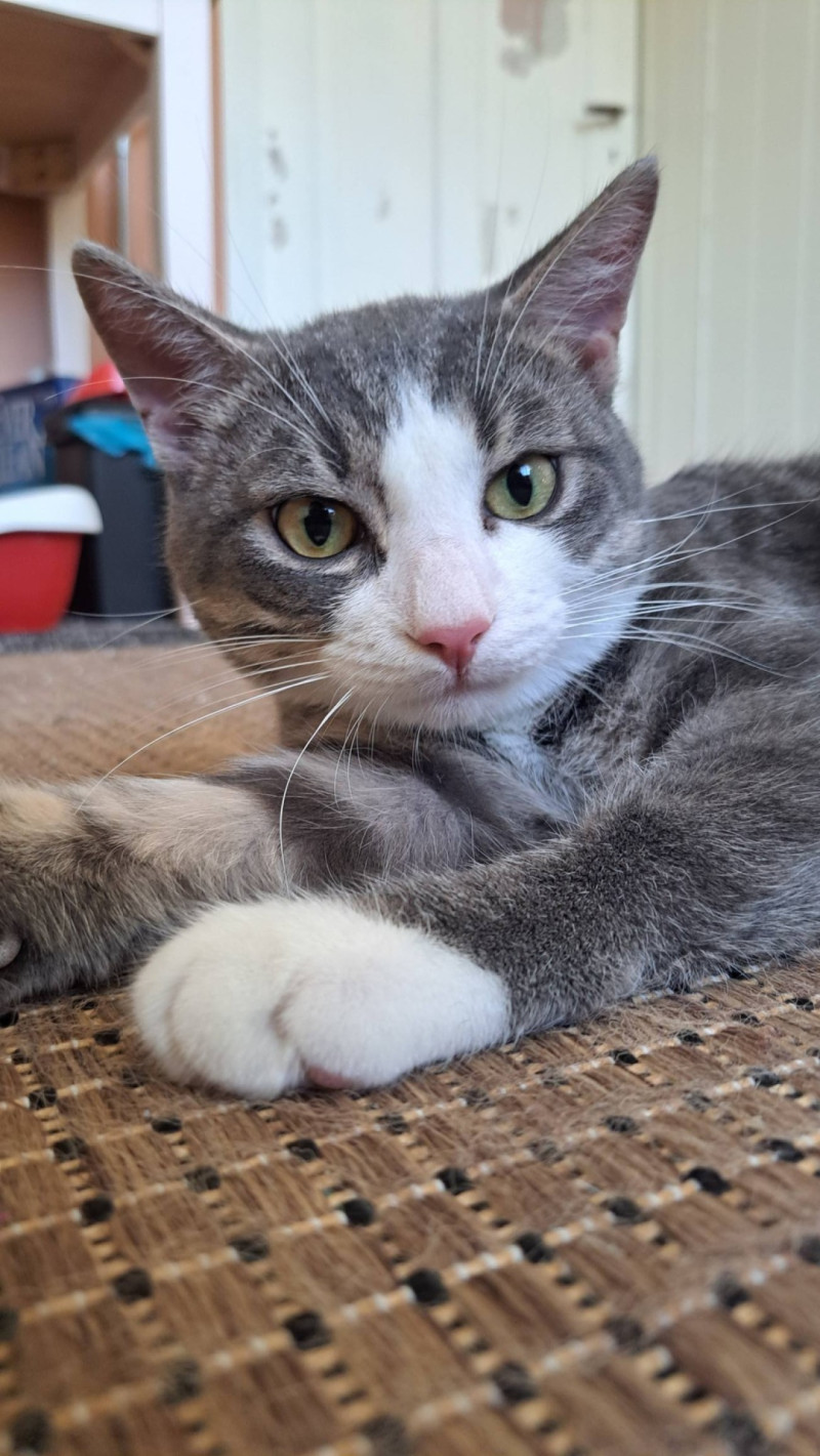 Bilde av Birk og Ask