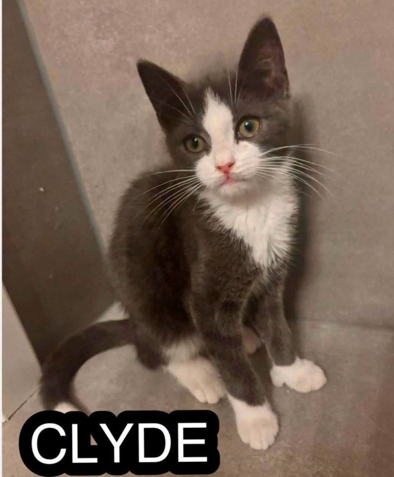 Bilde av Clyde