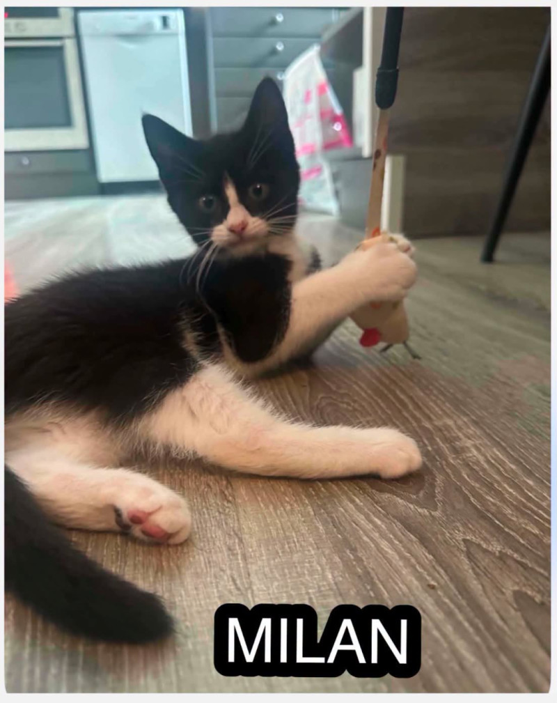 Bilde av Milan