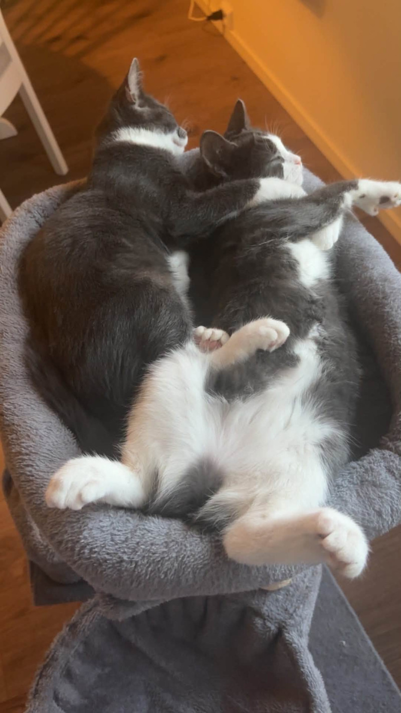 Bilde av Bonnie