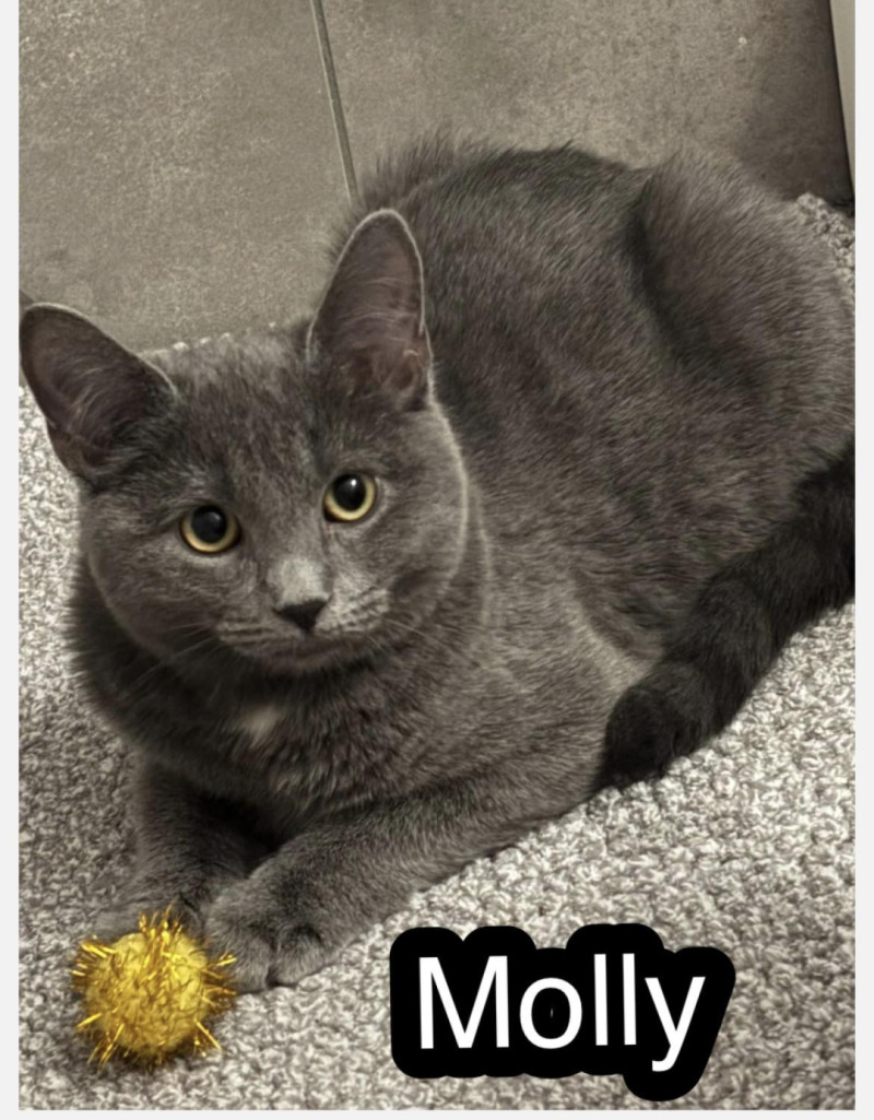 Bilde av Molly