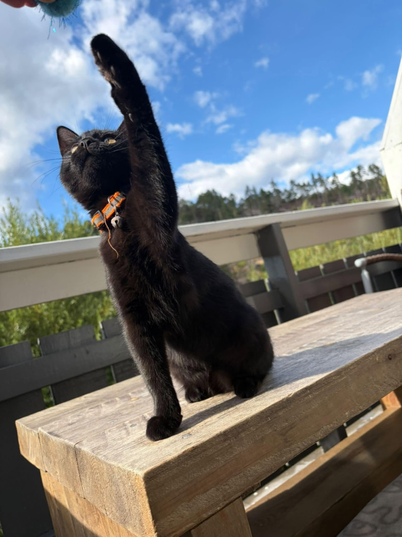 Bilde av Missy