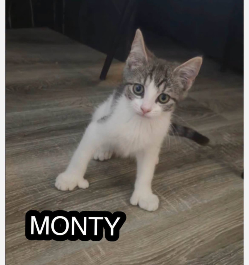 Bilde av Monty