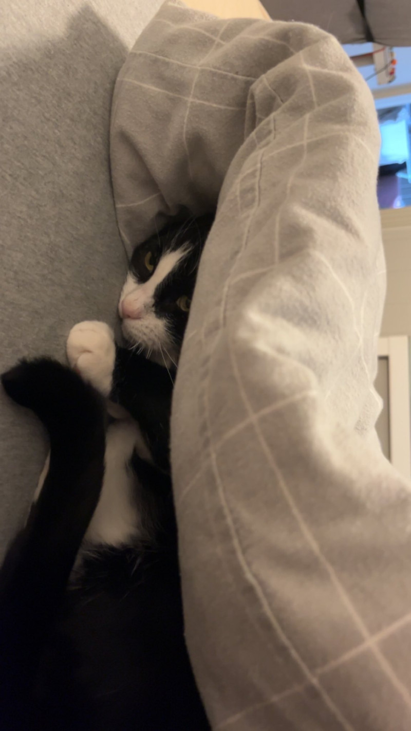Bilde av Sofus