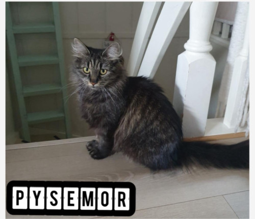 Bilde av Pysemor