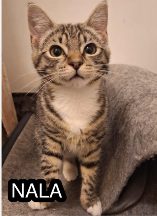 Bilde av Nala
