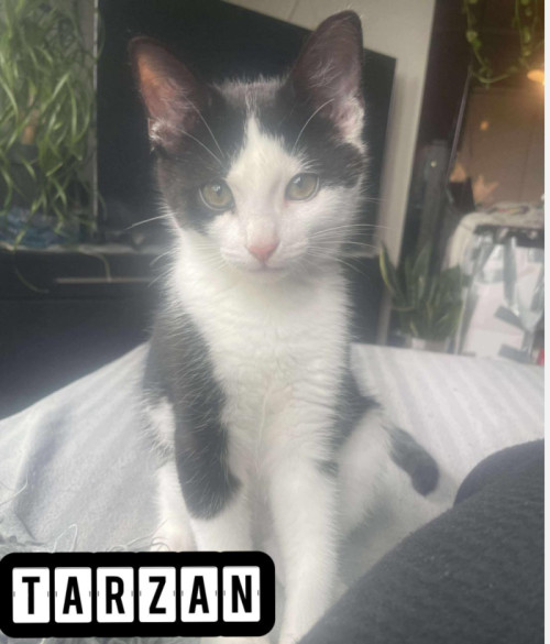 Bilde av Tarzan