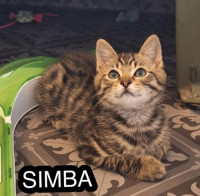 Bilde av Simba
