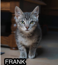 Bilde av Frank