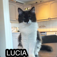 Bilde av Lucia